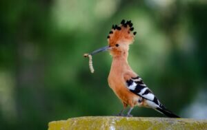 What does a Hoopoe Bird eat?