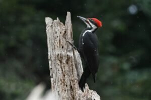 Pileated Woodpecker