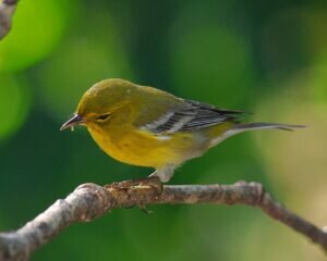 Pine Warbler