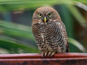 Jungle Owlet