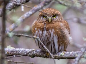 Northern Pygmy Owl