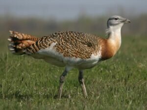 Great Bustard (Otis tardo)