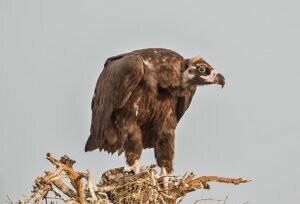 Cinereous Vulture or Eurasian Black Vulture (Aegypius monachus)