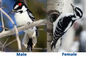 Male vs. female Hairy Woodpecker