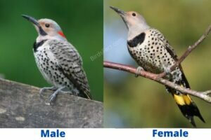 Northern Flicker Male vs Female