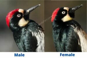 male vs female woodpecker