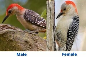 Red-bellied Woodpecker Male vs Female