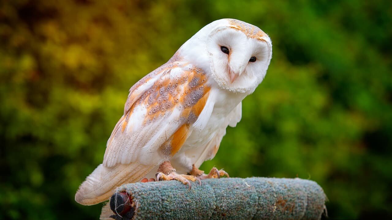 Top 15 Cute Owls in the World