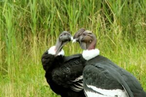 Andean Condor (Vulturgryphus)