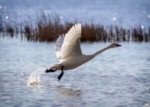 Trumpeter Swan (Olor buccinator)
