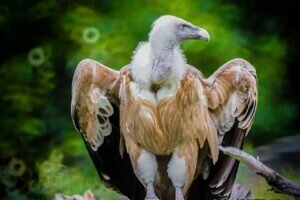 Himalayan Vulture or Himalayan Griffon Vulture (Gyps himalayenis)