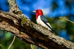 Red-headed Woodpecker Male vs Female