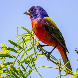 Painted Bunting