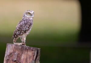 Little Owl