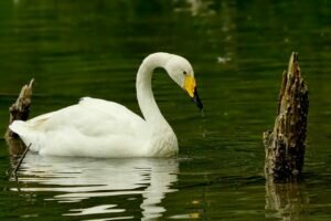 Whooper Swan (Cygnus cygnus)