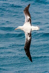 Wandering Albatross (Diomedea exulans)