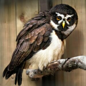 Spectacled Owl