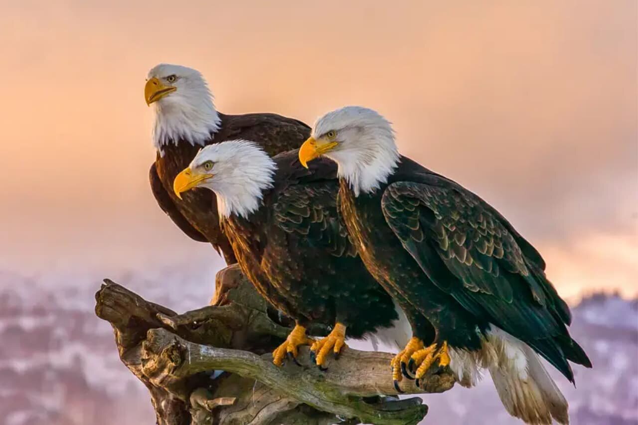 What is A Group of Eagles called?