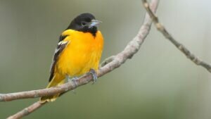 Baltimore Oriole Female