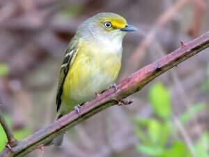 White-eyed Vireo