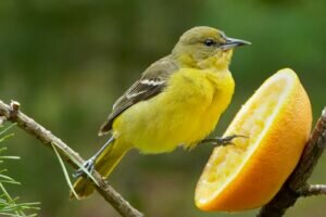 Orchard Oriole Female