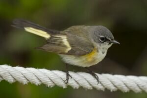 American redstart female