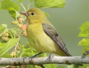 Scarlet Tanager female