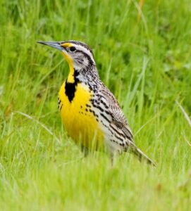Eastern Meadowlark