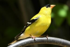 American Goldfinch
