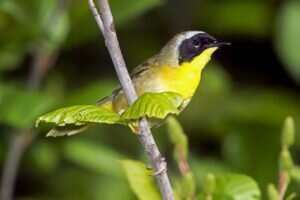Common Yellowthroat