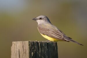 Western Kingbird