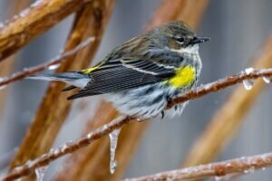 Yellow-rumped Warbler