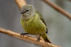 Orange-crowned Warbler