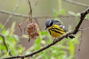 Magnolia Warbler