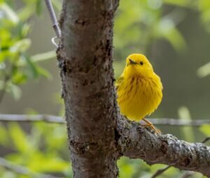 Yellow Warbler
