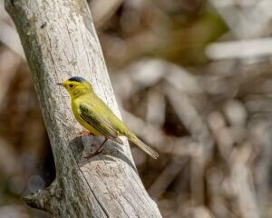 Wilson’s Warbler