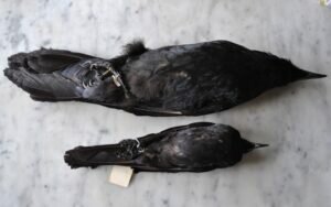 Physical Appearance of Raven vs Crow