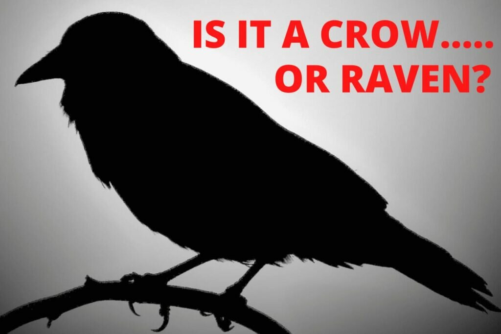 Raven Vs Crow: What Are The Differences?