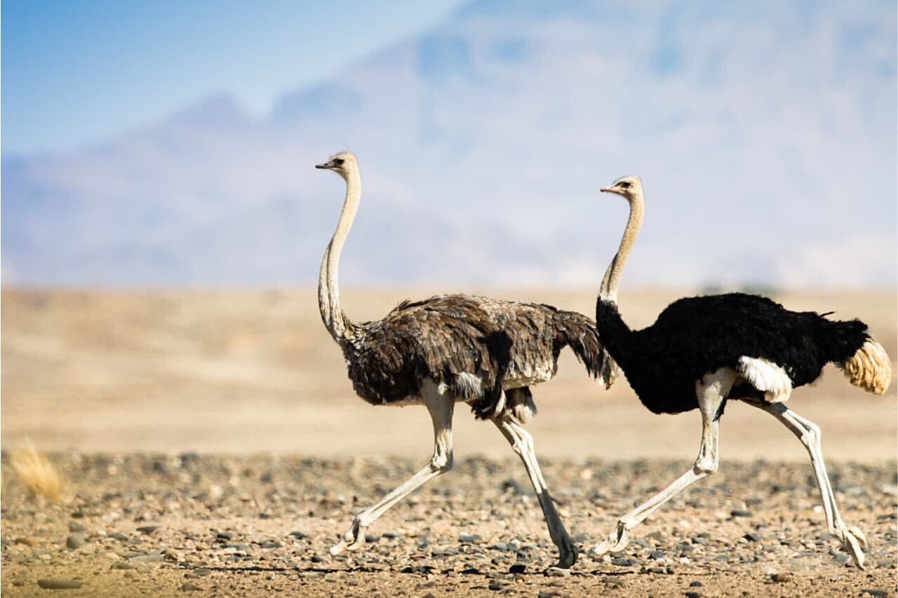 How Fast Can an Ostrich Run? Surprising Facts