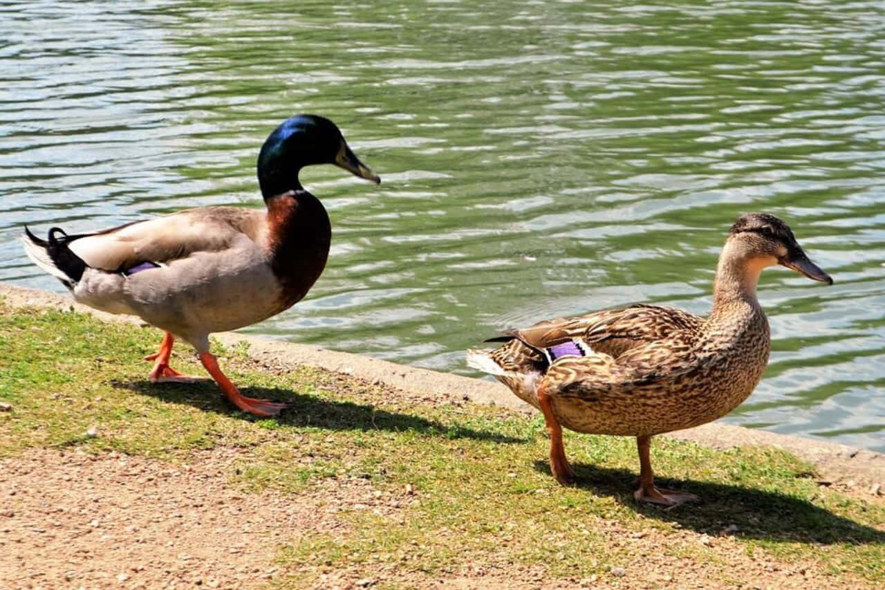 What Are Duck Feet Called?