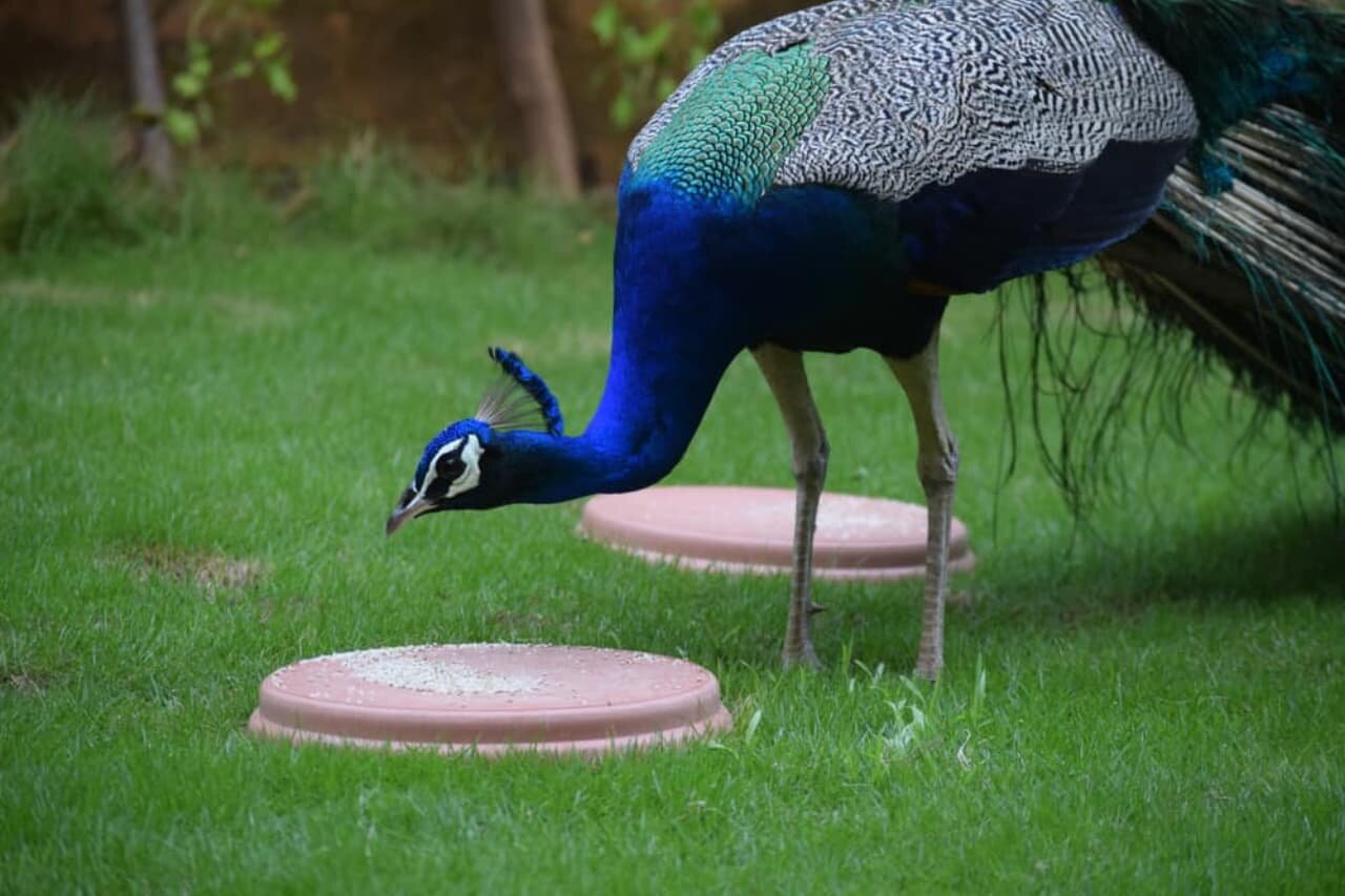 What Do Peacocks Eat? Complete Peacocks Diet