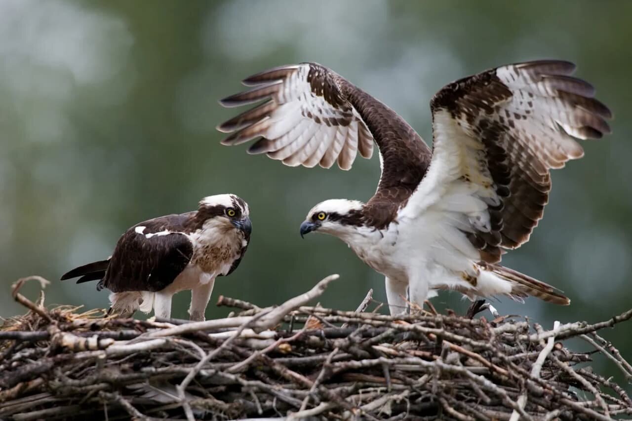 How To Tell the Difference: Male vs. Female Ospreys