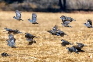 What Is A Group Of Quail Called?