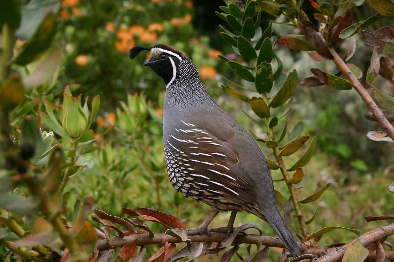What is a Group of Quail Called And Why? (Name List)