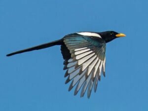 Yellow-billed magpies