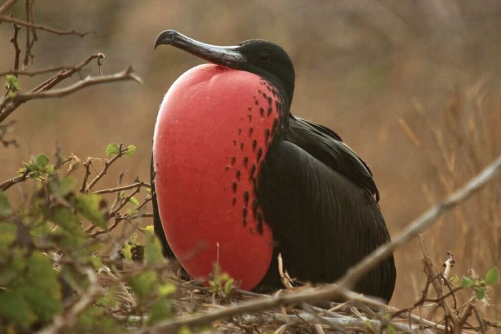 Frigatebirds in Florida (Everything You Need To Know)