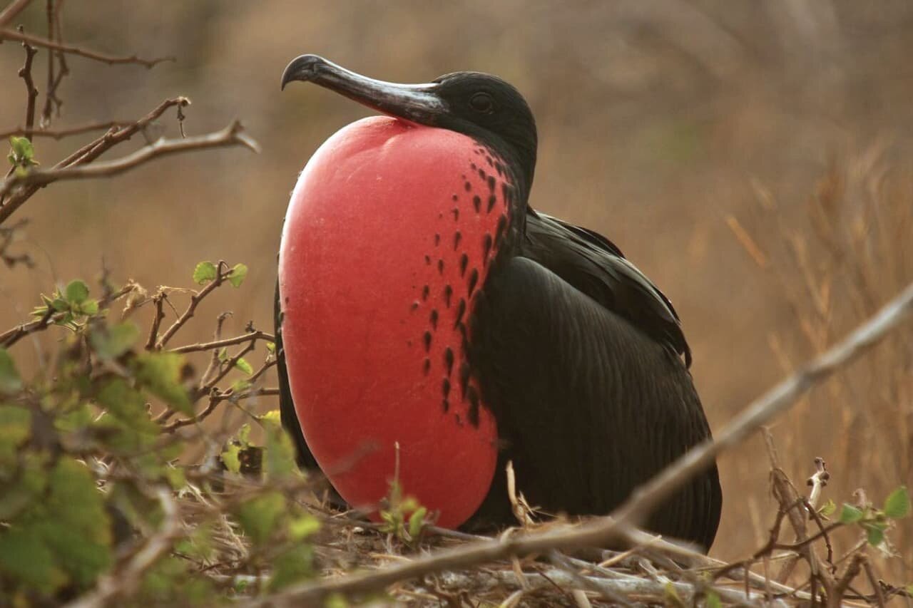 Frigatebirds in Florida (Everything You Need To Know)