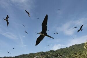 Frigatebirds