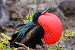 Do Frigatebirds exist in Florida?