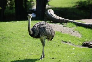 emu
